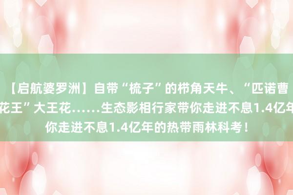 【启航婆罗洲】自带“梳子”的栉角天牛、“匹诺曹”长鼻猴、“世界花王”大王花……生态影相行家带你走进不息1.4亿年的热带雨林科考！